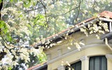 Hà Nội đẹp lạ lùng trong màu trắng hoa sưa